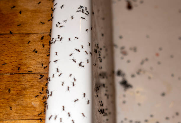 Best Best Pest Control Companies  in Lake Telemark, NJ
